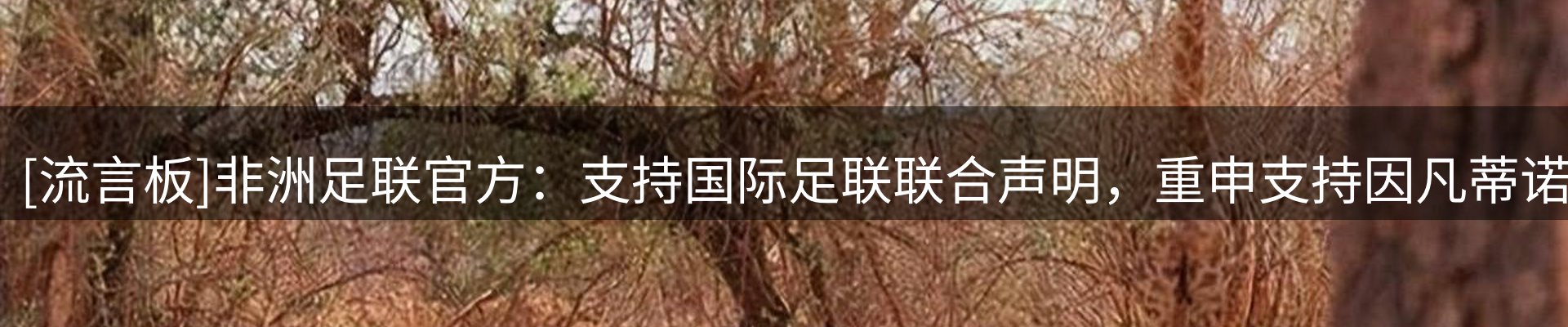 动态焦点